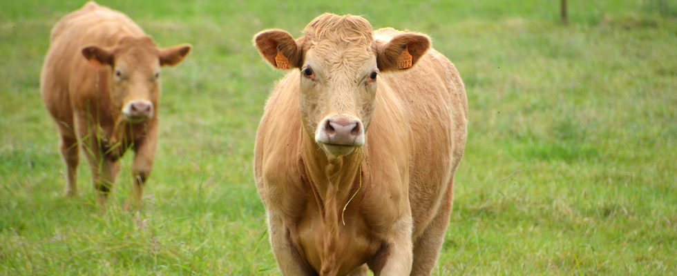 La Fièvre Catarrhale Ovine (BTV) : protégez vos élevages avec nos kits